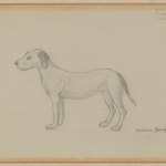 A pencil drawing on paper of a dog. The work on paper is a study for the painting "Ritorno dal lavoro".