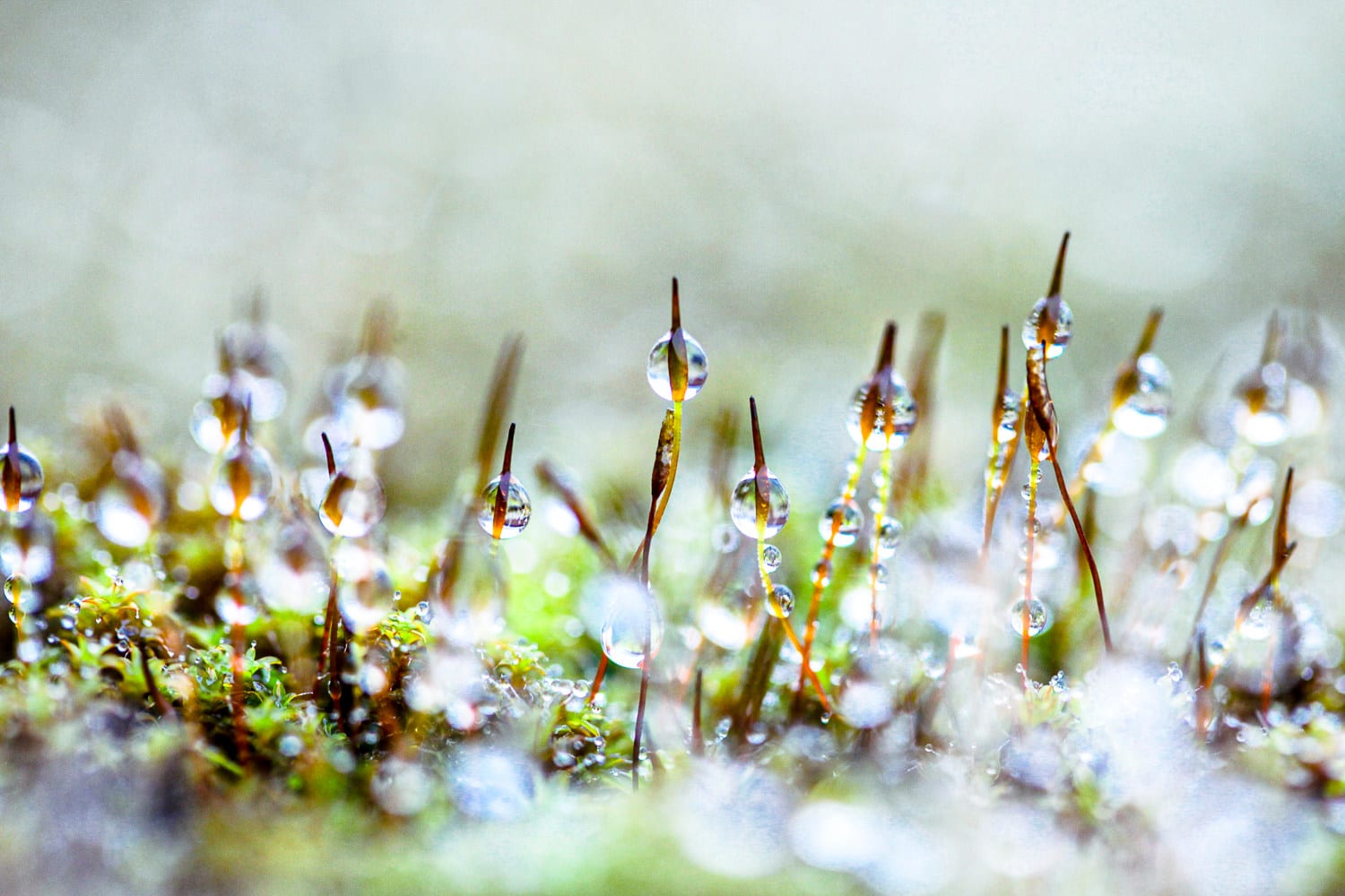 Water droplets, 2025