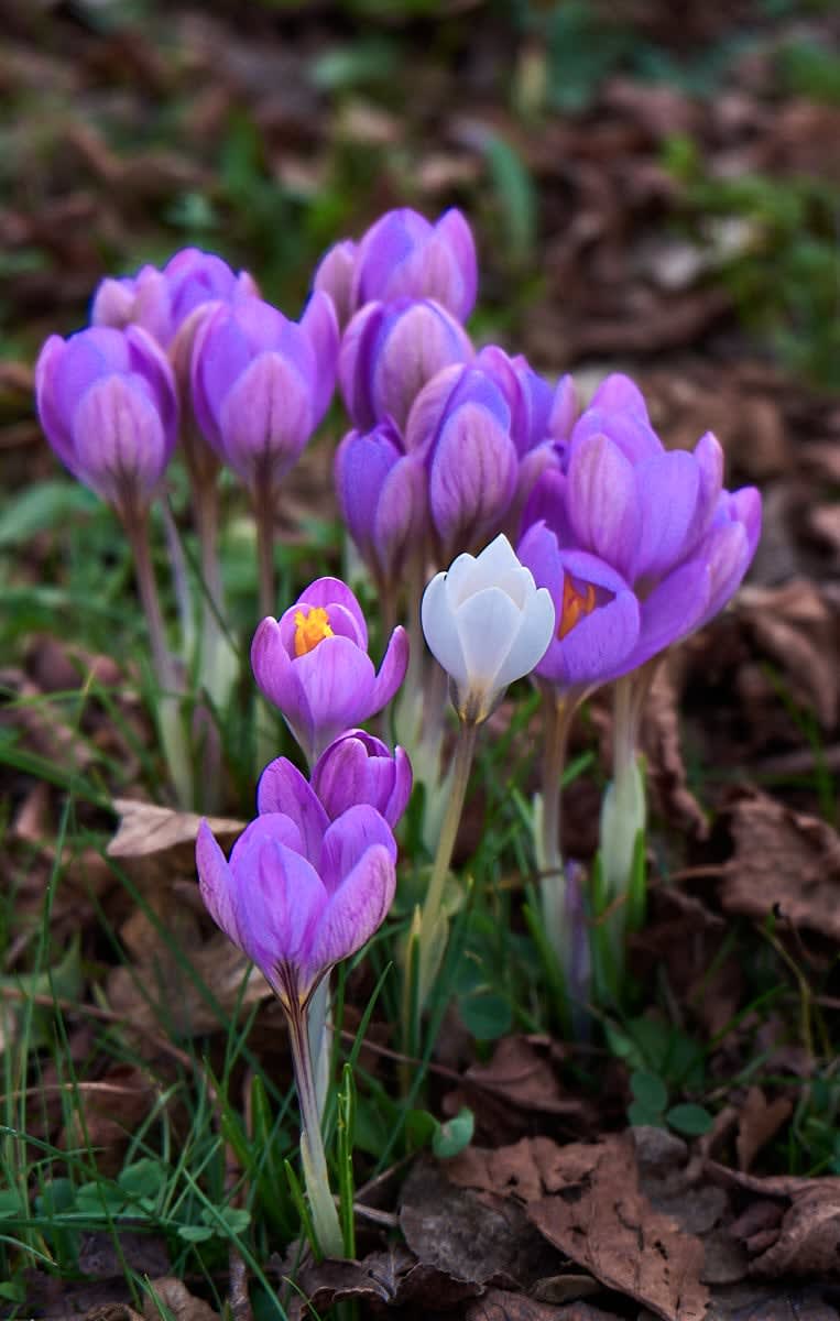 Crocuses, 2017