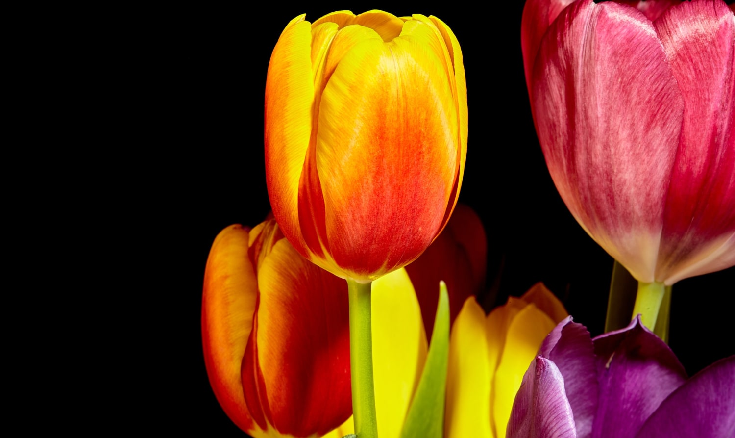 Tulips, 2015