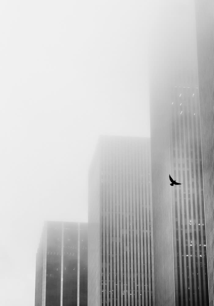 Birds 6th Avenue , New York, 2024