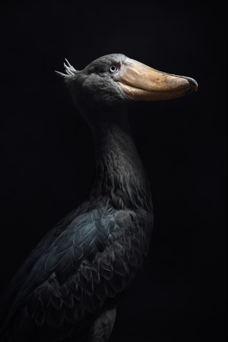 超特価激安の商品をすべて Vincent Gallery SmithDavidson | Shoebill Lagrange, その他