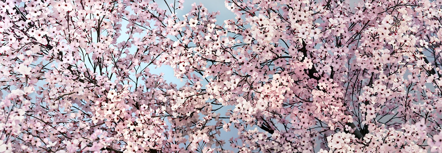 Thomas Demand, Hanami, 2014