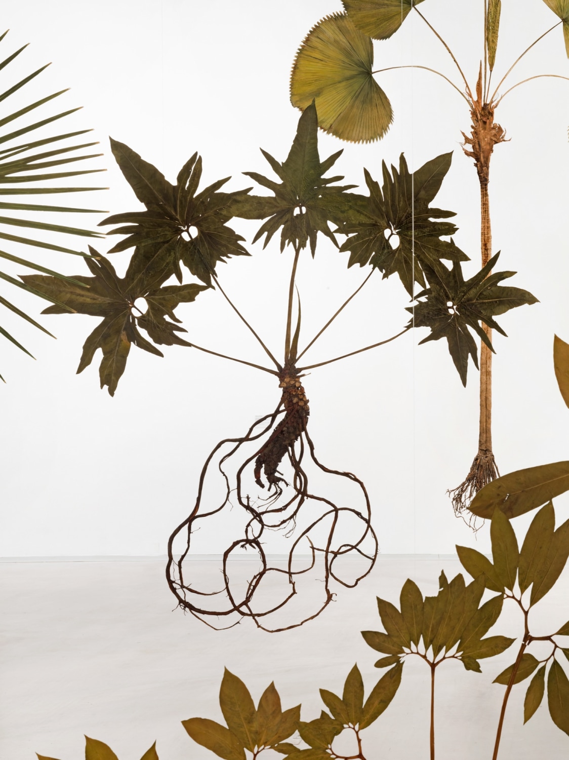 Julius von Bismarck, I like the flowers (Philodendron bipinnatifidum), 2023
