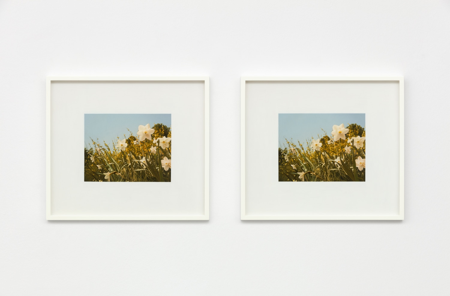 Andrew Grassie, Flowers 1, Flowers 2, 2019