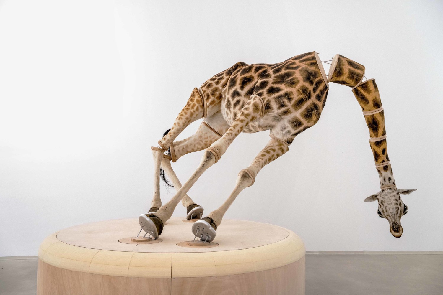 Julius von Bismarck, The Elephant in the Room (Giraffe), 2023