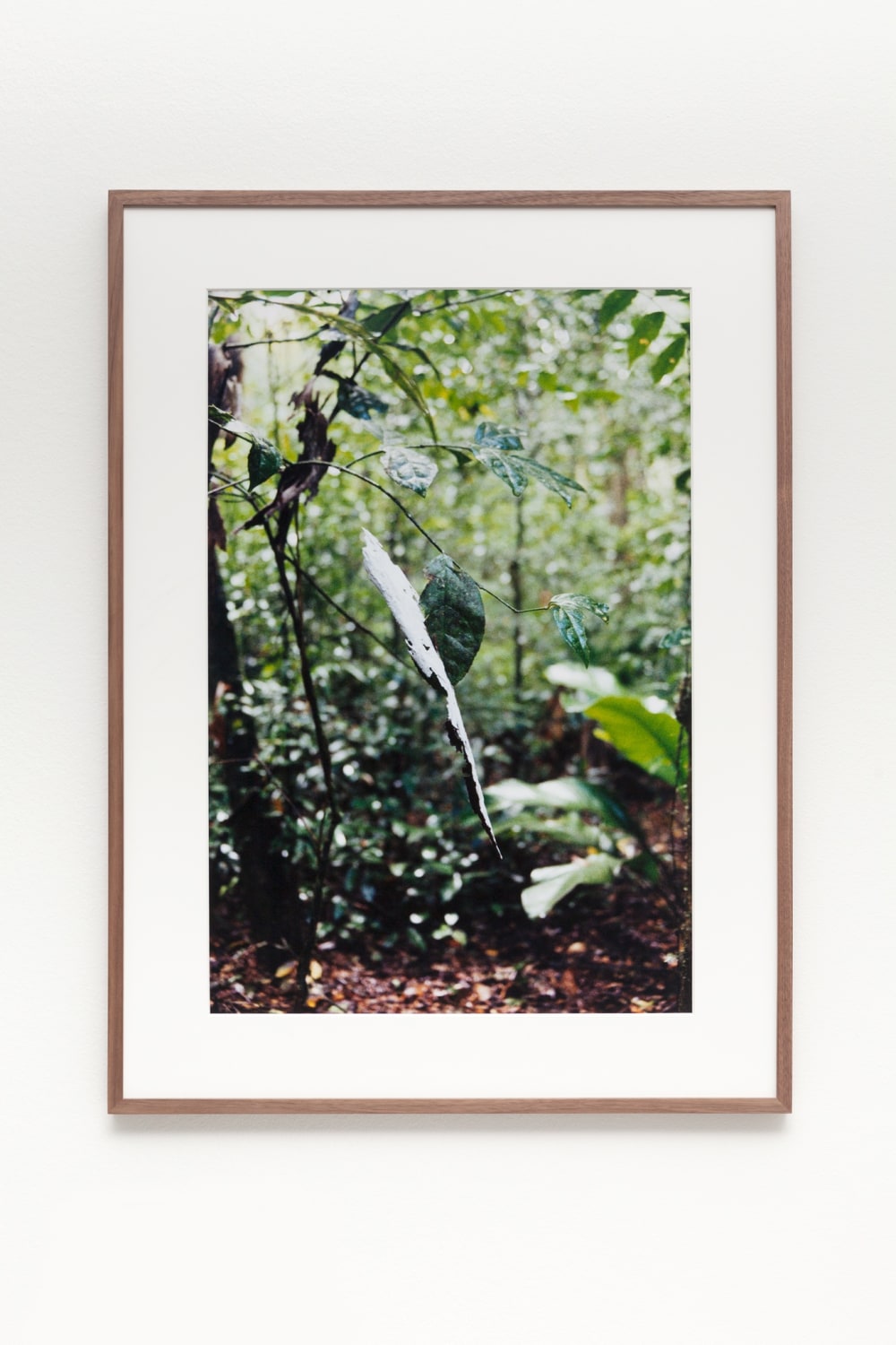 Daniel Steegmann Mangrané, Spiral Forest 9, 2015
