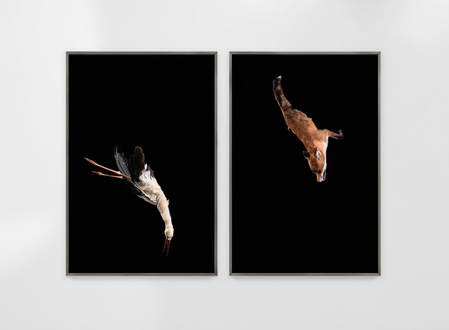 Julius von Bismarck, Tiere sind Engel mit Fell (Delta), 2018