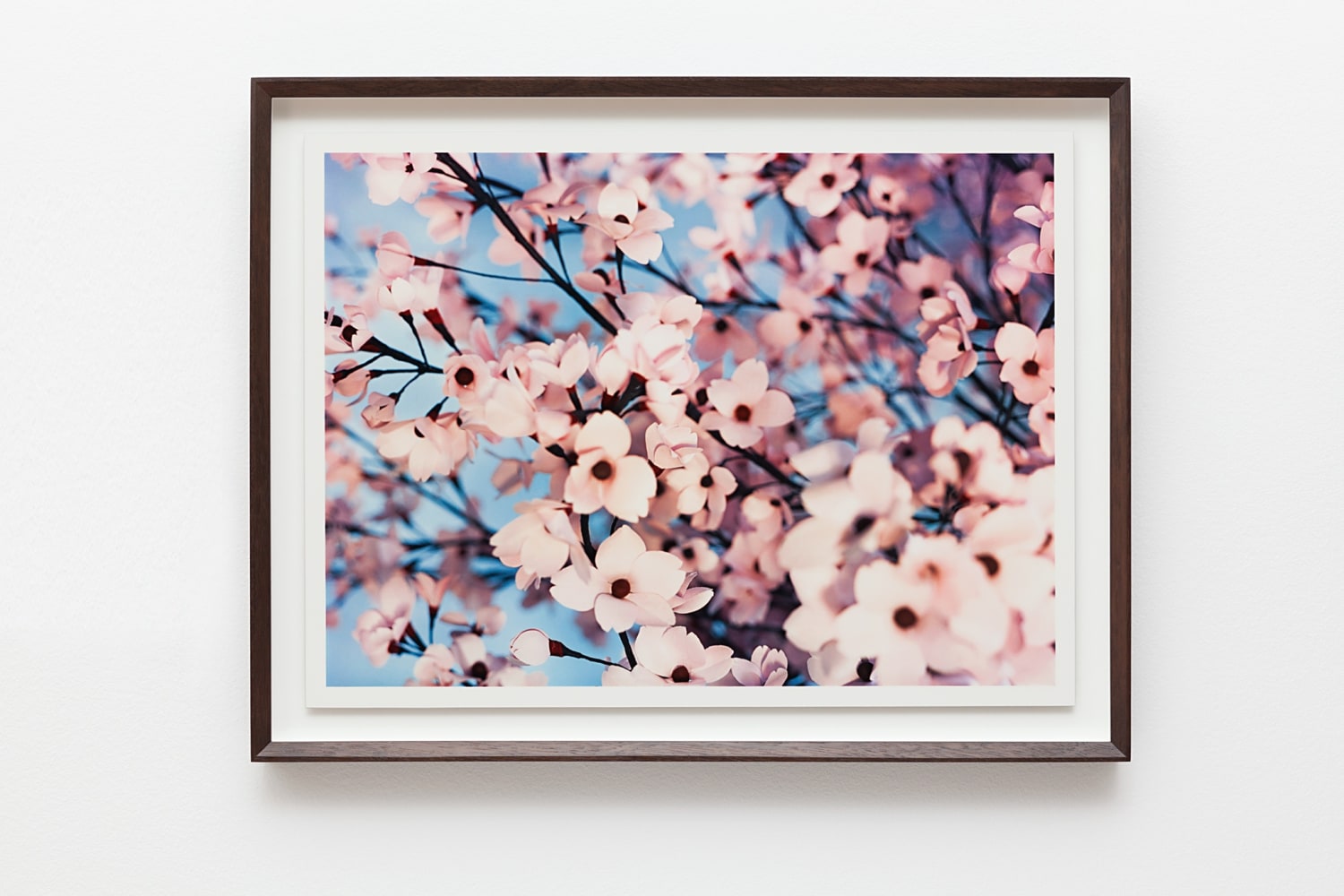 Thomas Demand: Blossom (サイン入り) Thomas Demand, Blossom I, 2015 | Esther Schipper