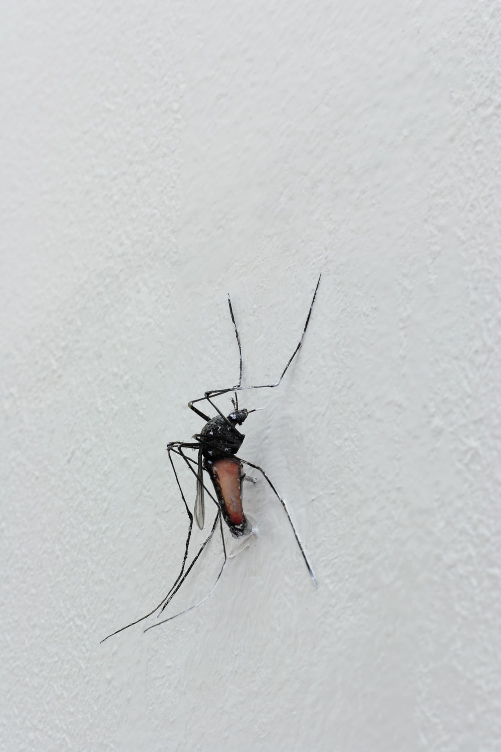 Xu Zhen The Last Few Mosquitos, 2005 Mechanical mosquito, injection, plexi, wood 30.7 x 18.7 x 11.5 cm Photo ©...