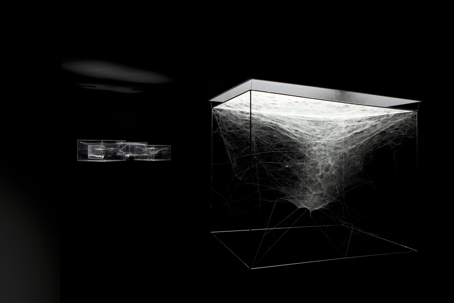 Canis Major Dwarf Anelosimus eximilus, 2013 (foreground) Spider web, carbon fibre, LED light, Manfroto tripod The light rectangular frame serves...