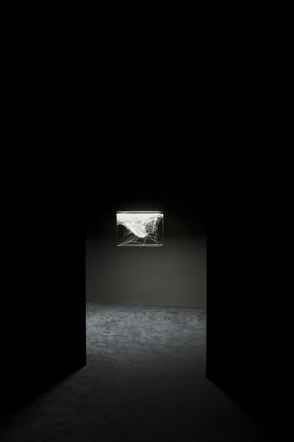 Canis Major Dwarf Anelosimus eximilus, 2013 Spider web, carbon fibre, LED light, Manfroto tripod The light rectangular frame serves as...