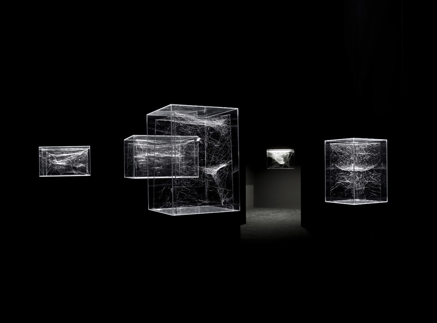 Exhibition view The illuminated, translucent cubes host unusual webs built by different species of spiders. The artistic experiment weaves architecture,...