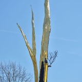 Giuseppe Penone, Albero folgorato (Thunderstruck Tree), 2012. Bronze and gold. ©Photo: George Darrell. Courtesy Giuseppe Penone and Serpentine.