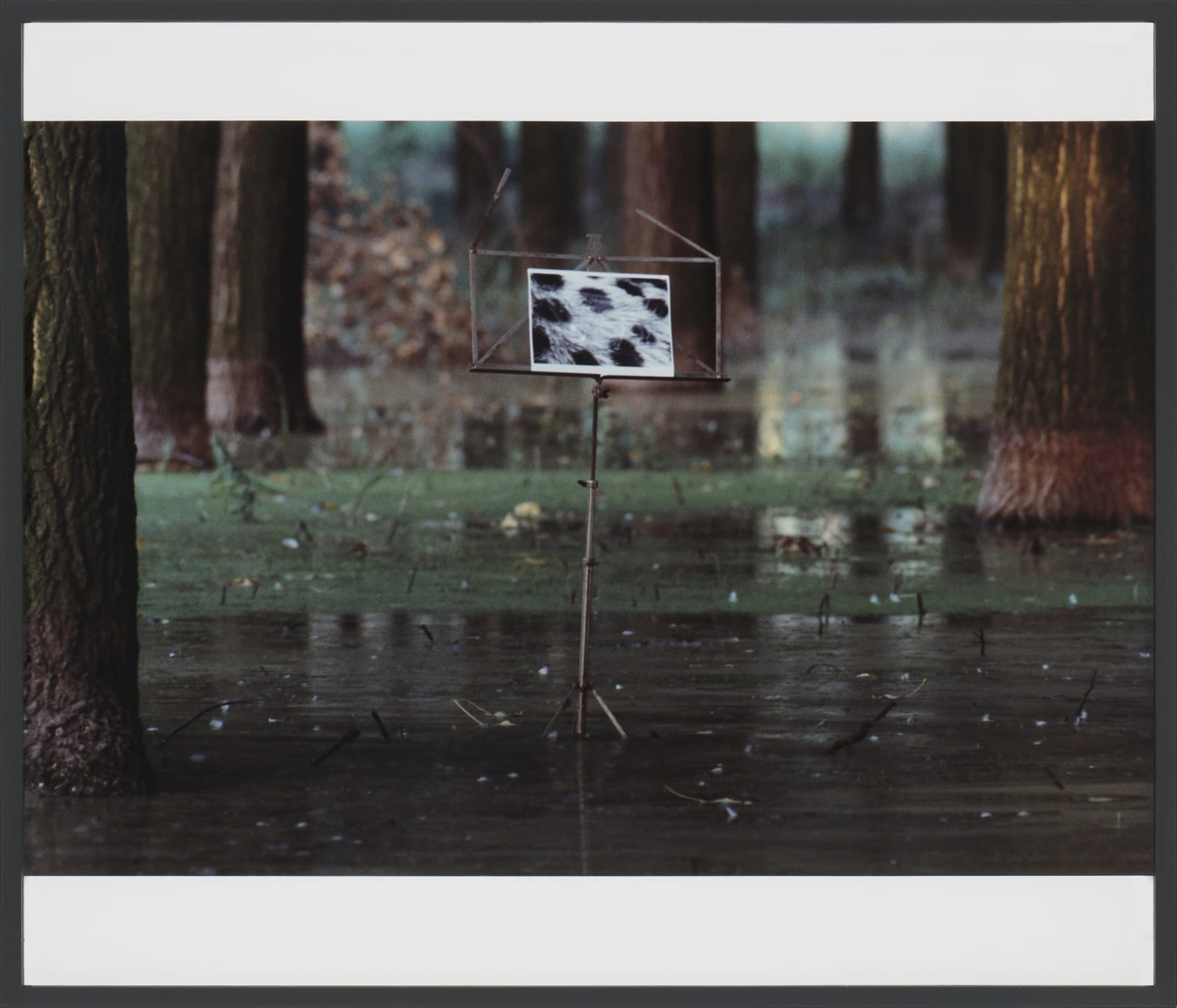 Lothar Baumgarten Der Jaguar kann niemals Seine Flecke verlieren, 1970