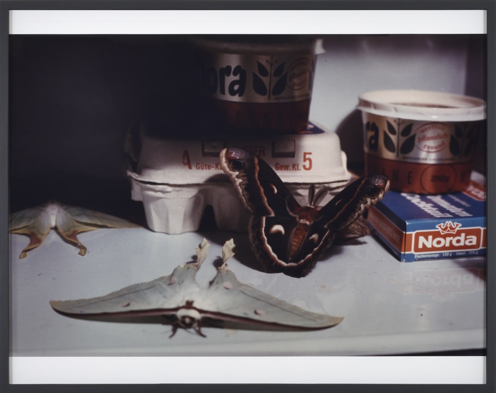 Lothar Baumgarten Fauna-Flora, 1970