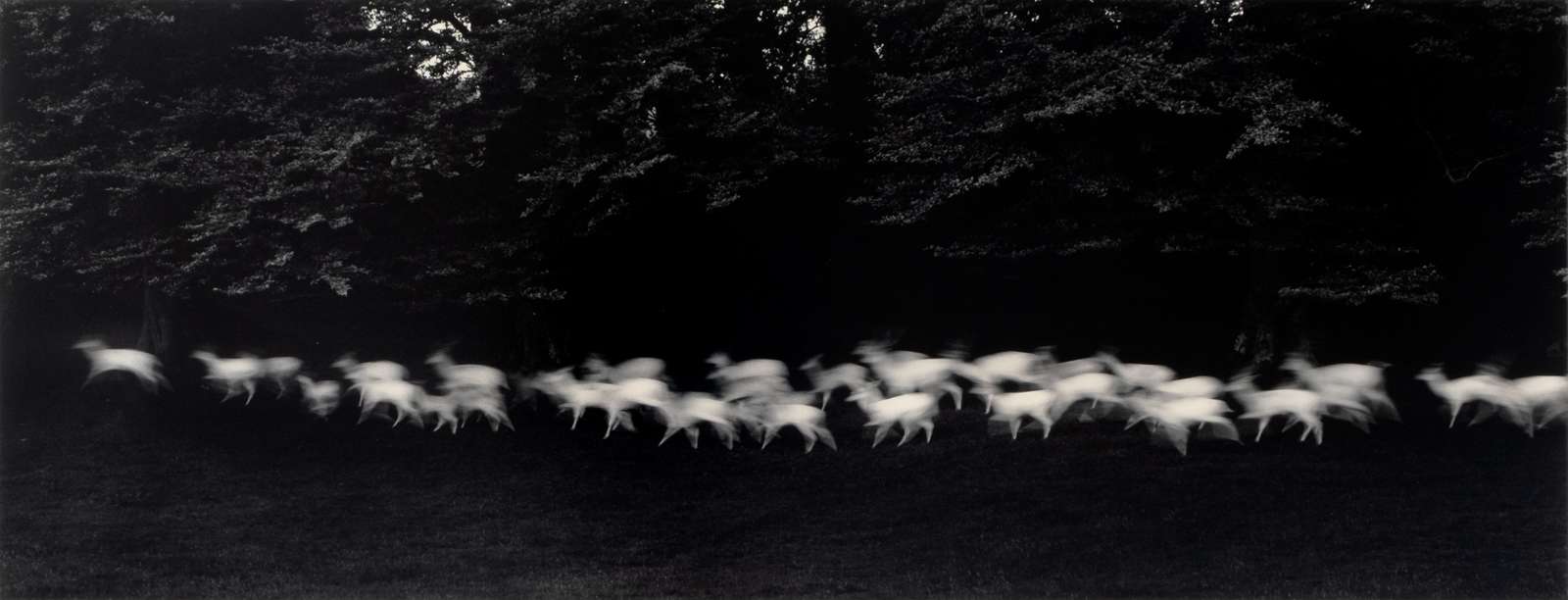 Paul Caponigro 
