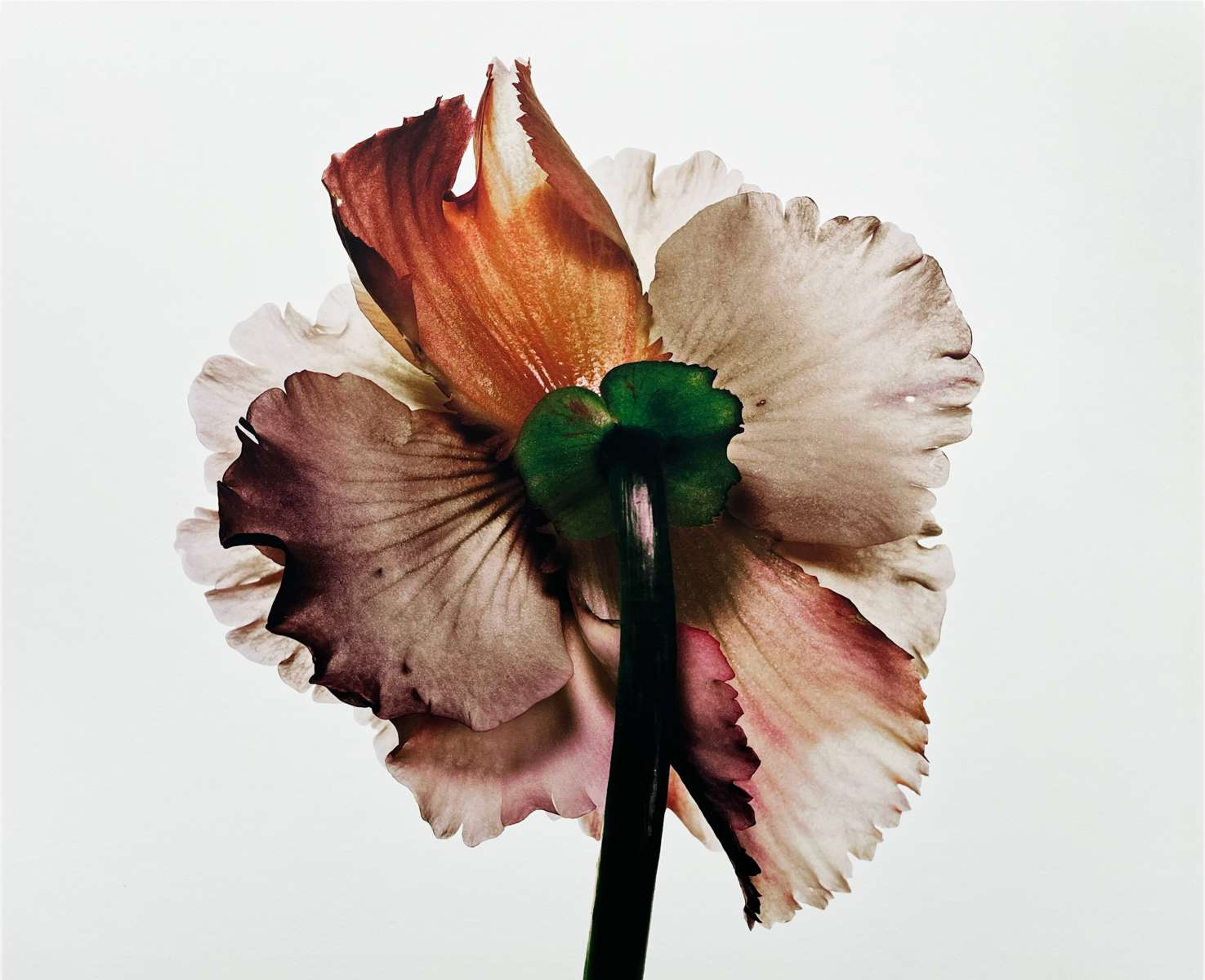Irving Penn 