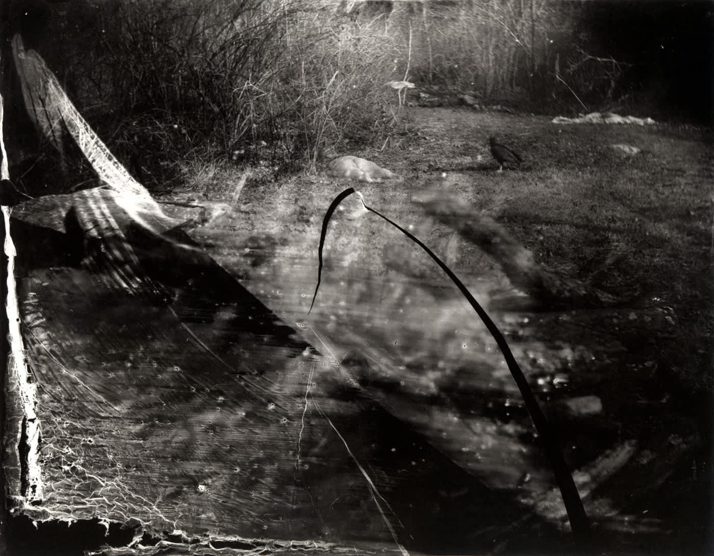 Sally Mann Selections from What Remains 