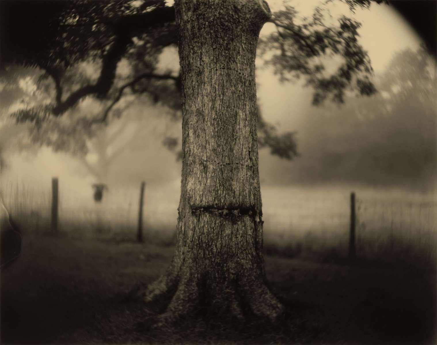 Sally Mann Deconstructs the South in 