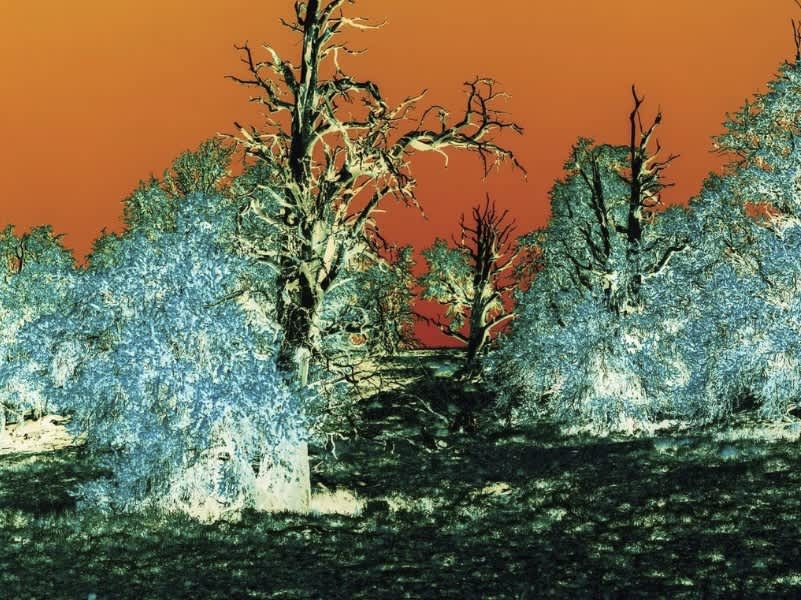 The Past and The Future of Earth's Oldest Trees 
