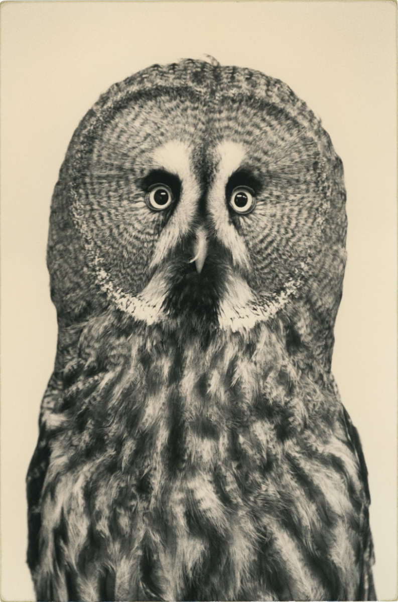 Inside Vern Yip’s Sophisticated Take on This Year’s Animal Print Interiors Vern Yip declares a sophisticated spin on animal-inspired design, the season’s fiercest interior trend.