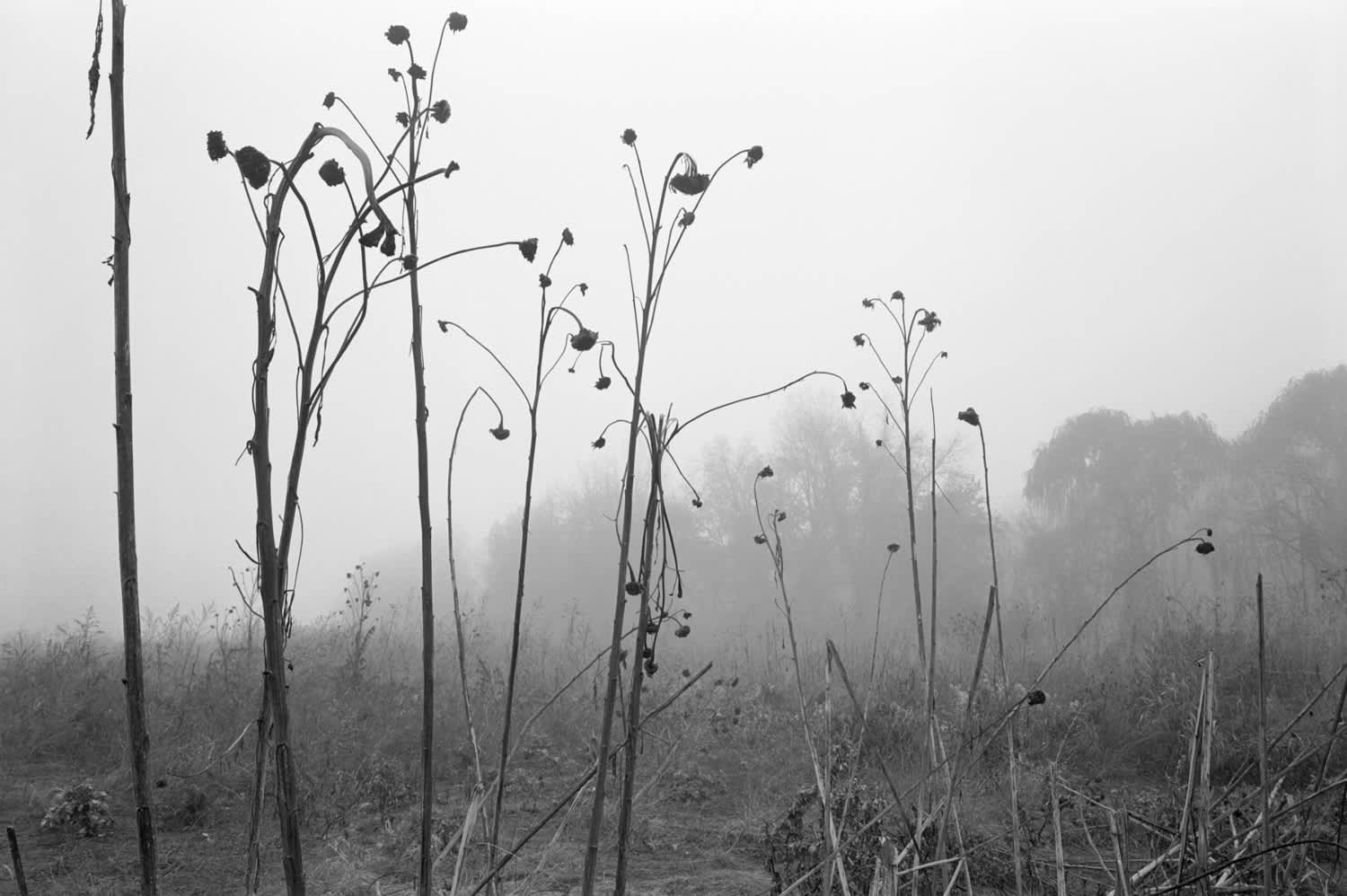 Mark Steinmetz, Farmington, Connecticut (Sunflower #4), 2005