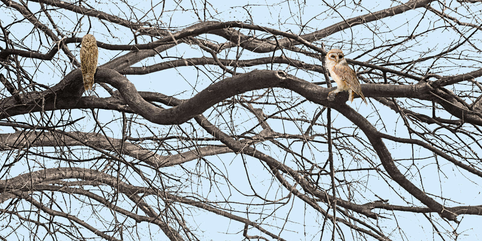 Untitled, Sovereign Tree (owls branches), 2009