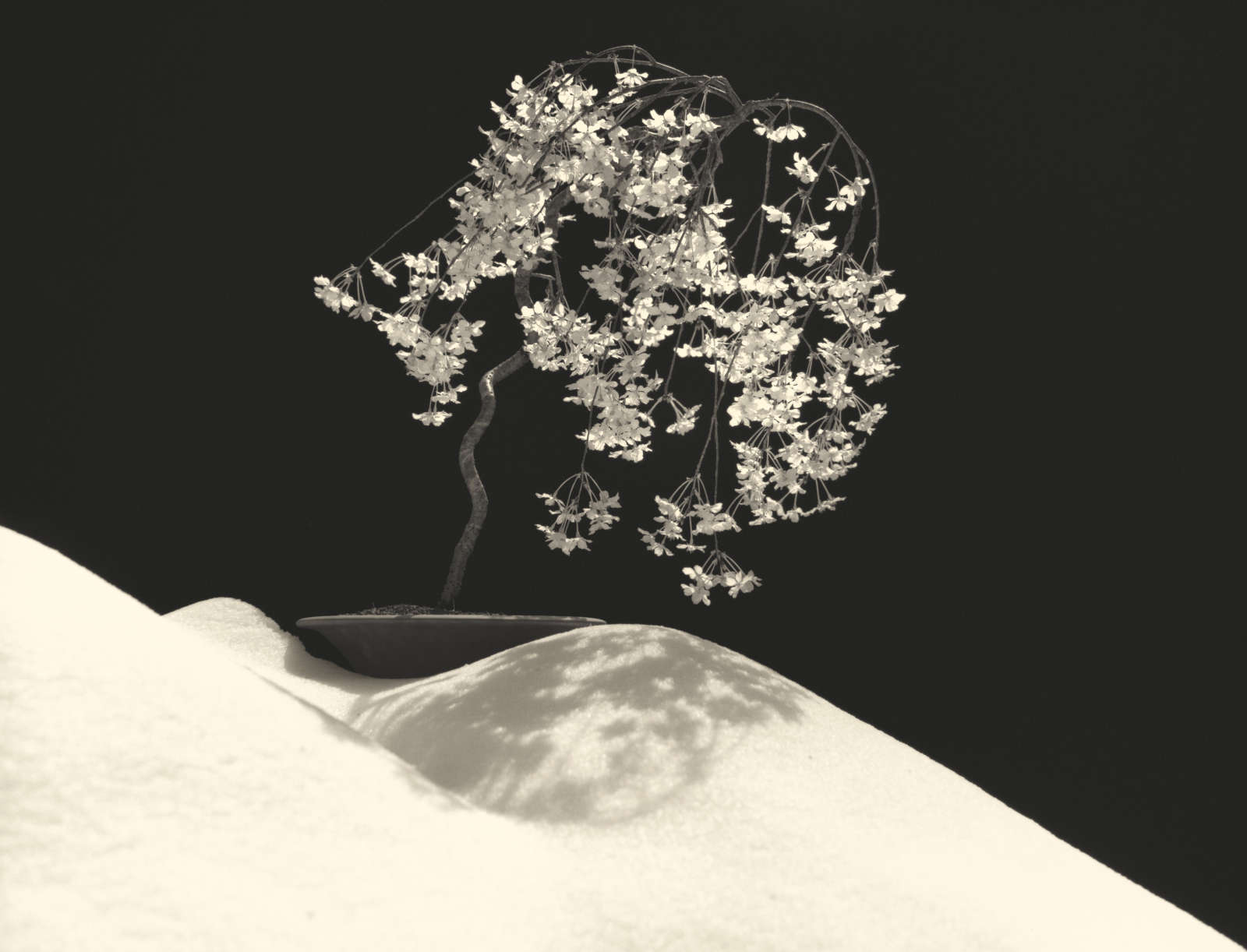 Yamamoto Masao, Bonsai #4028, 2019