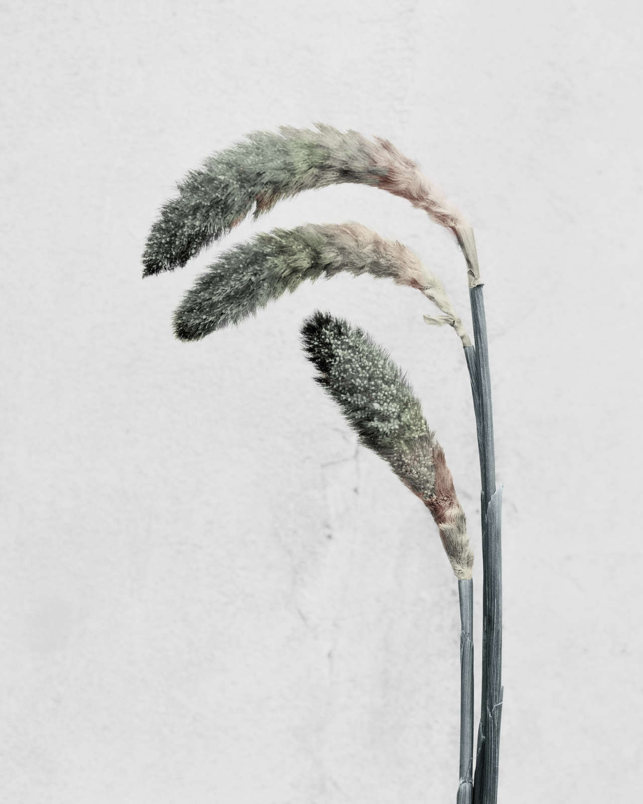 Vee Speers, Pennisetum, 2016