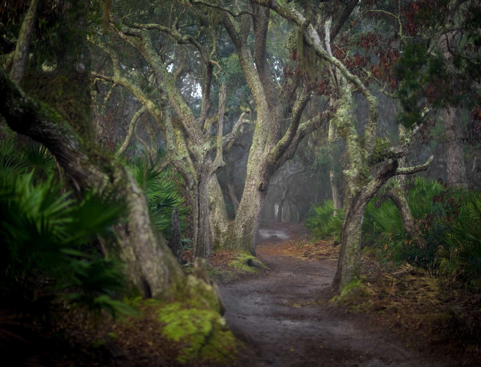 Jack Spencer, Cumberland II, Cumberland Island, GA, 2007