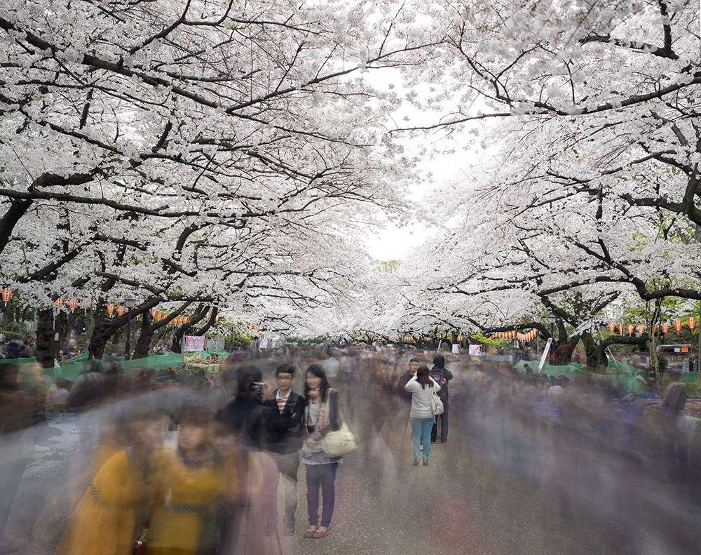 Matthew Pillsbury, Hanami #1, Ueno Park, Wednesday April 2nd, 2014