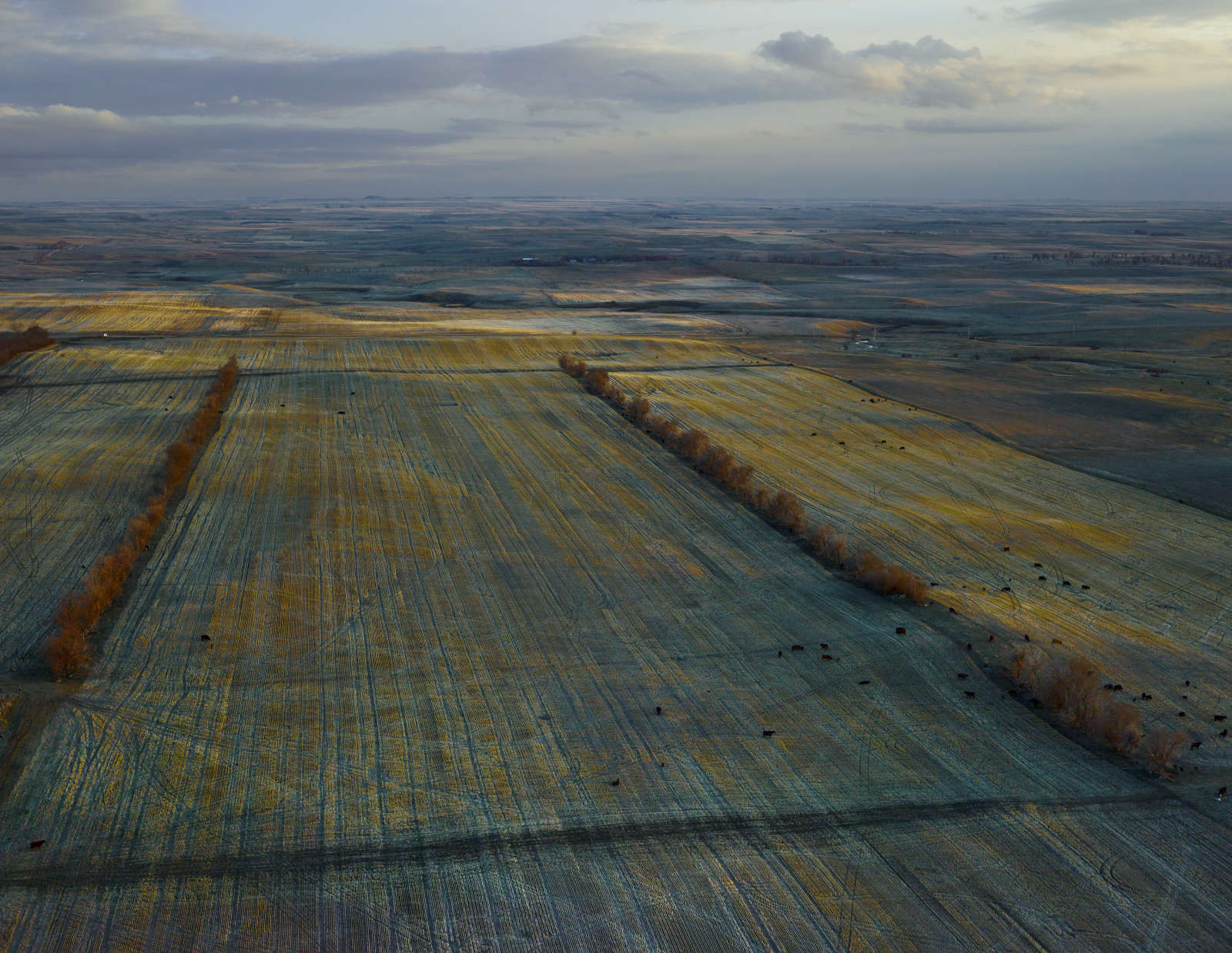Dusky Fields, Mckenzie Country, North Dakota, 2013
