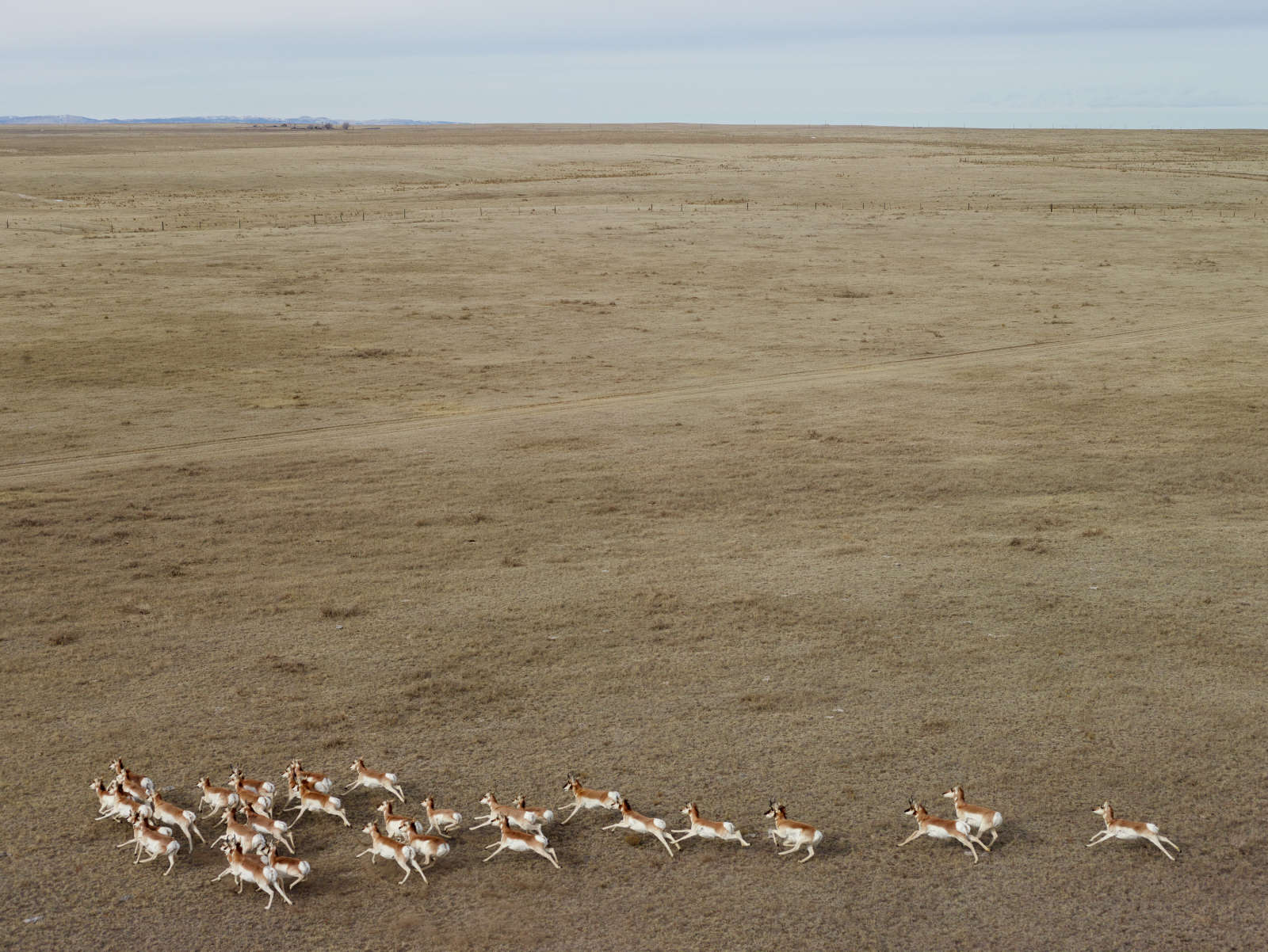 Pronghorn Antelope, Niobrara County, Wyoming, 2013