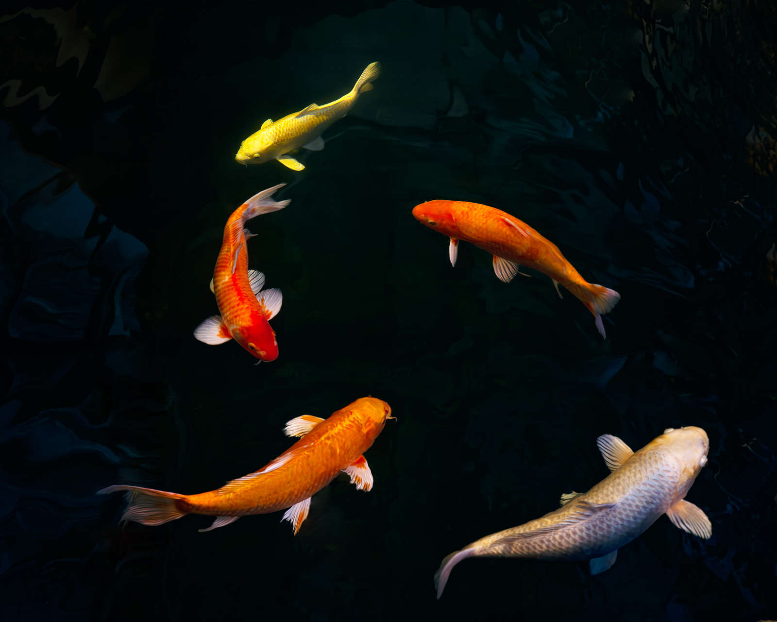 Five Koi, Japan, 2024