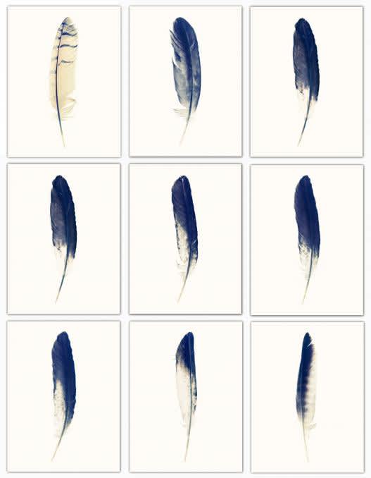 Lyle Owerko, Portfolio of 9 Eagle Feathers