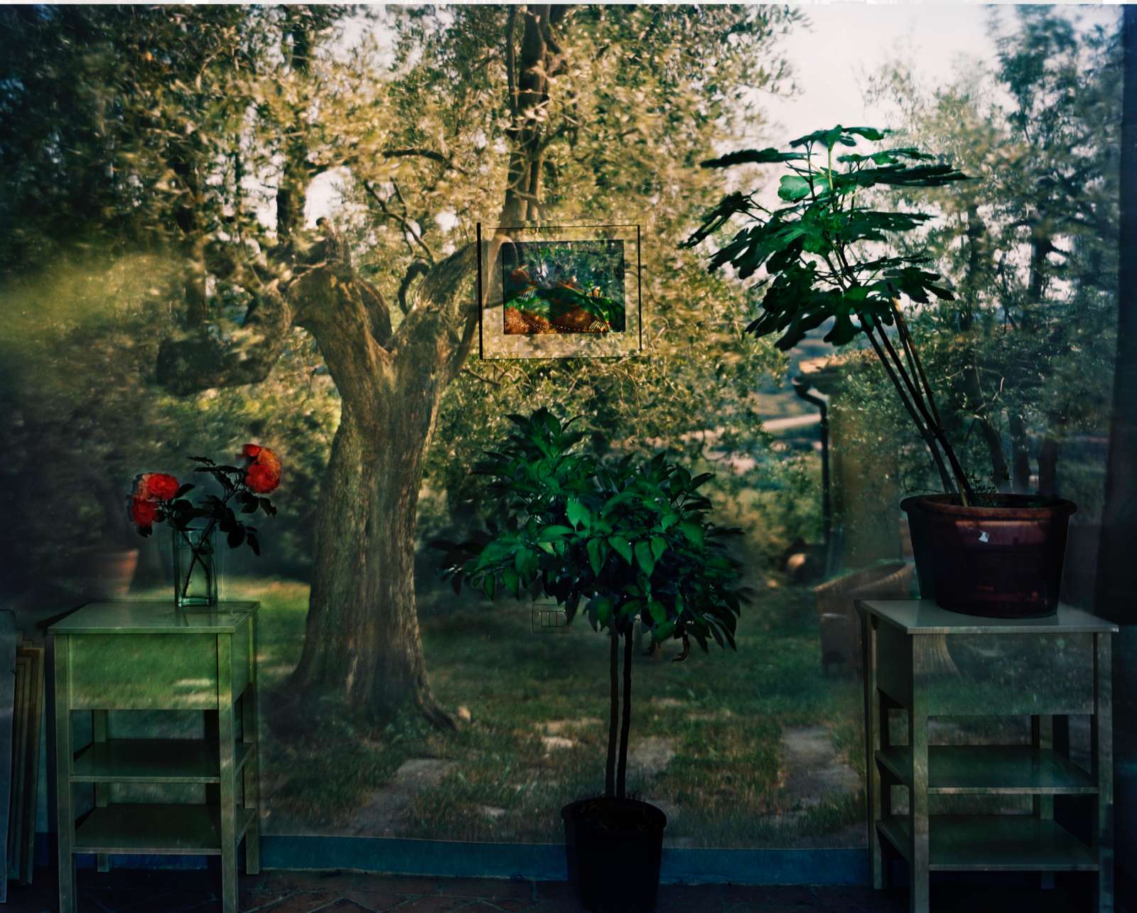 Abelardo Morell, Camera Obscura: Garden with Olive Tree Inside Room with Plants, Italy, 2009