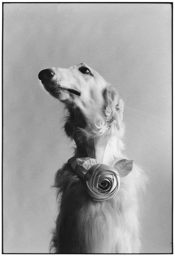 Elliott Erwitt, New York, 1999