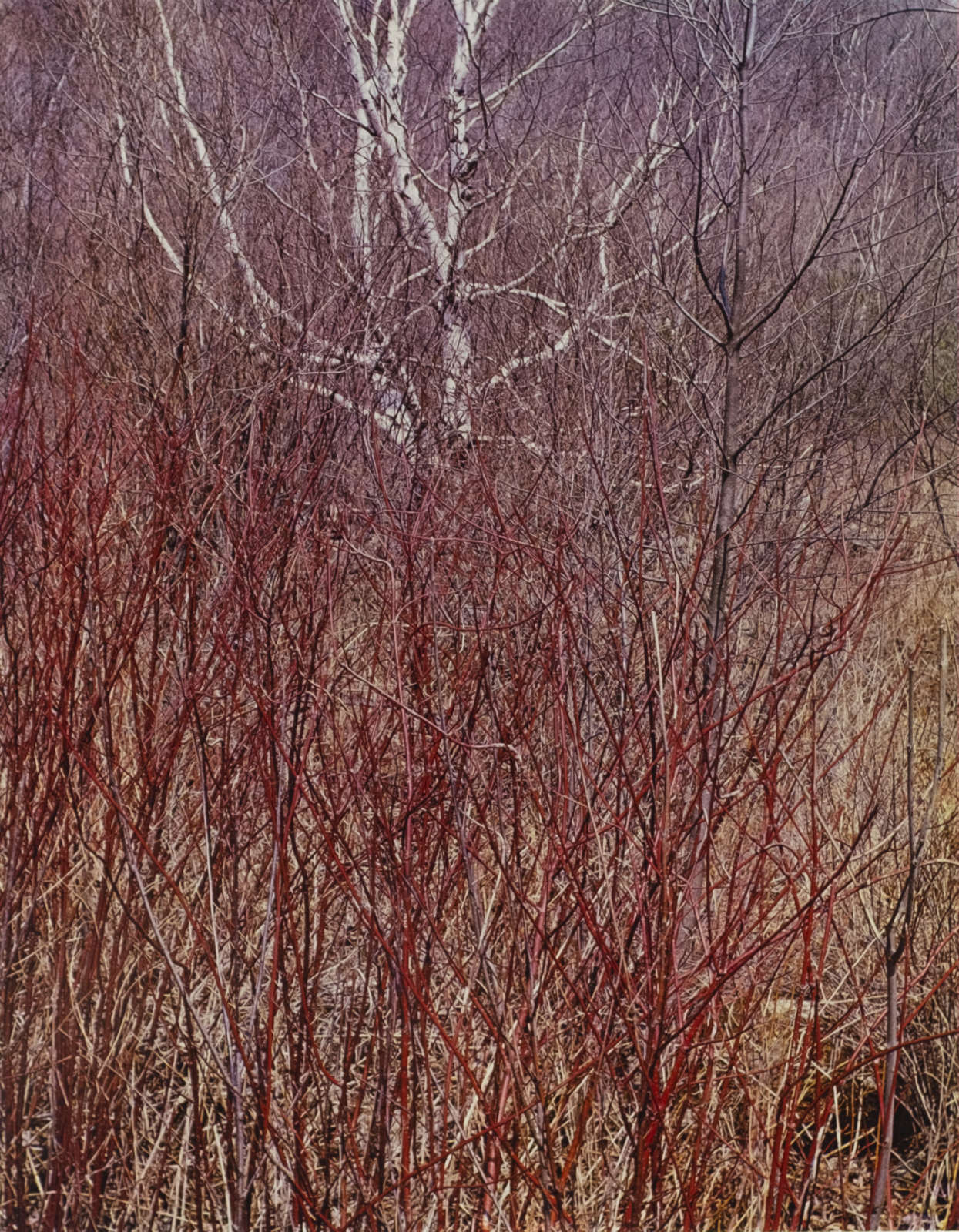 Eliot Porter, Red osier, Near Great Barrington, Massachusetts, 1957