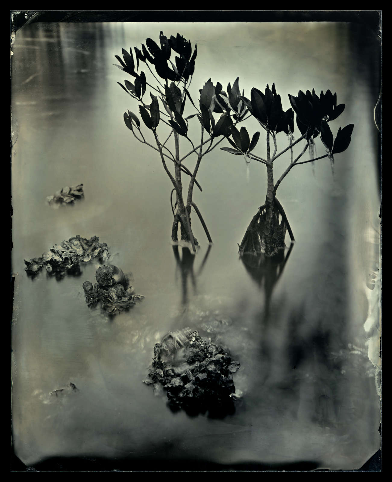 Charlie McCullers & Cecilia Montalvo, Barrier Island, Study 14, 2018