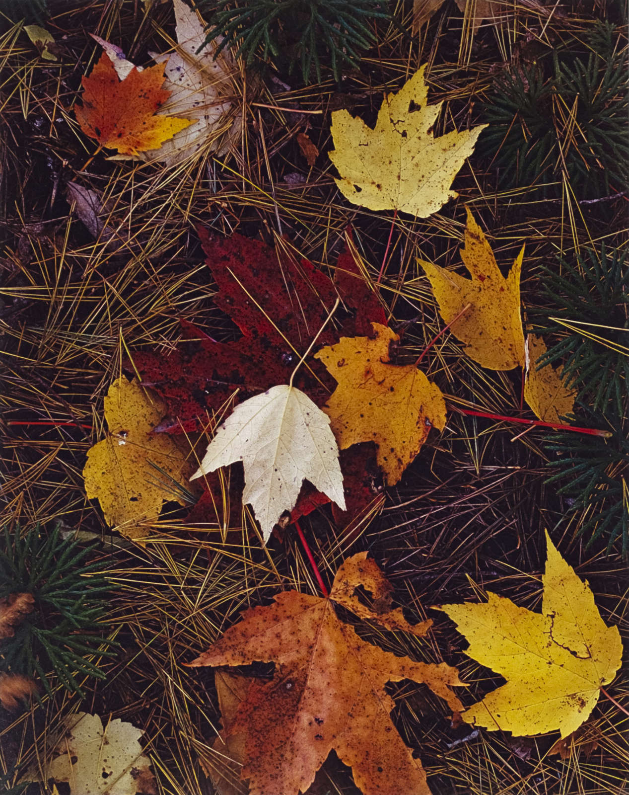 Eliot Porter, Maple Leaves and Pine Needles, Tamworth, New Hampshire, October 3, 1956