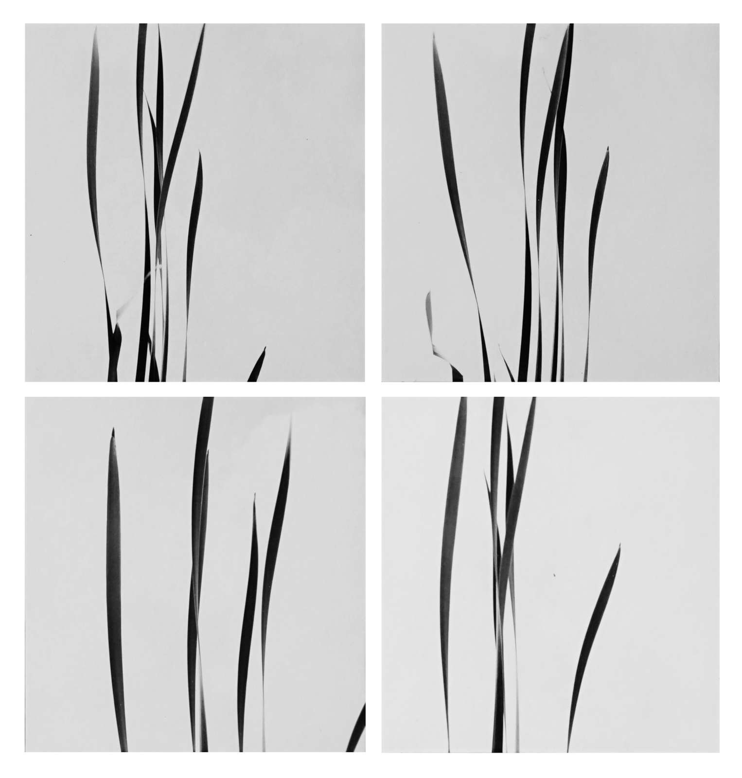 Harry Callahan, Cattails Against Sky, 1948