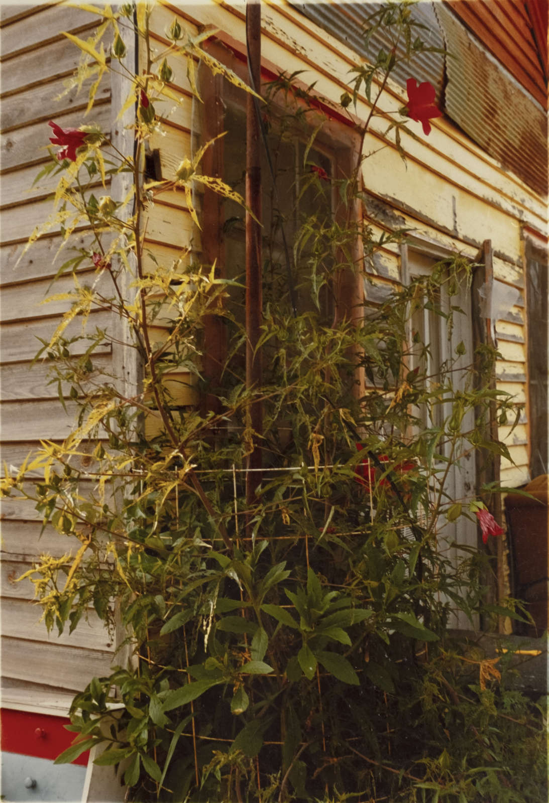 Untitled (house with vine), 1980s