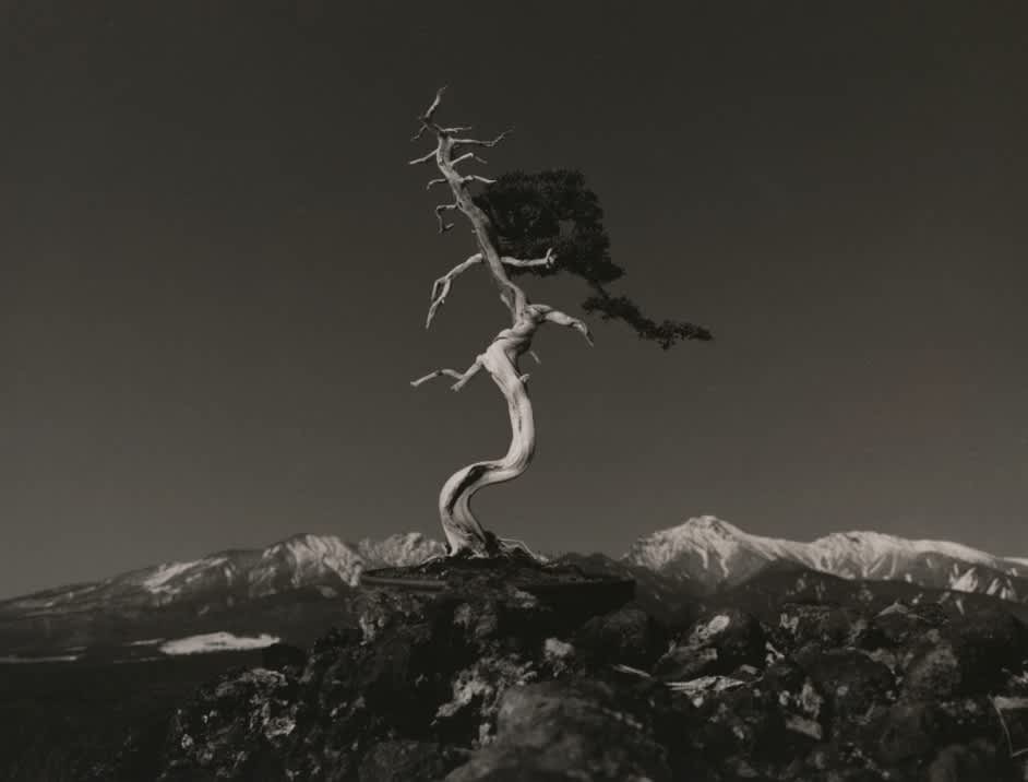 Yamamoto Masao, Bonsai #4008, 2018