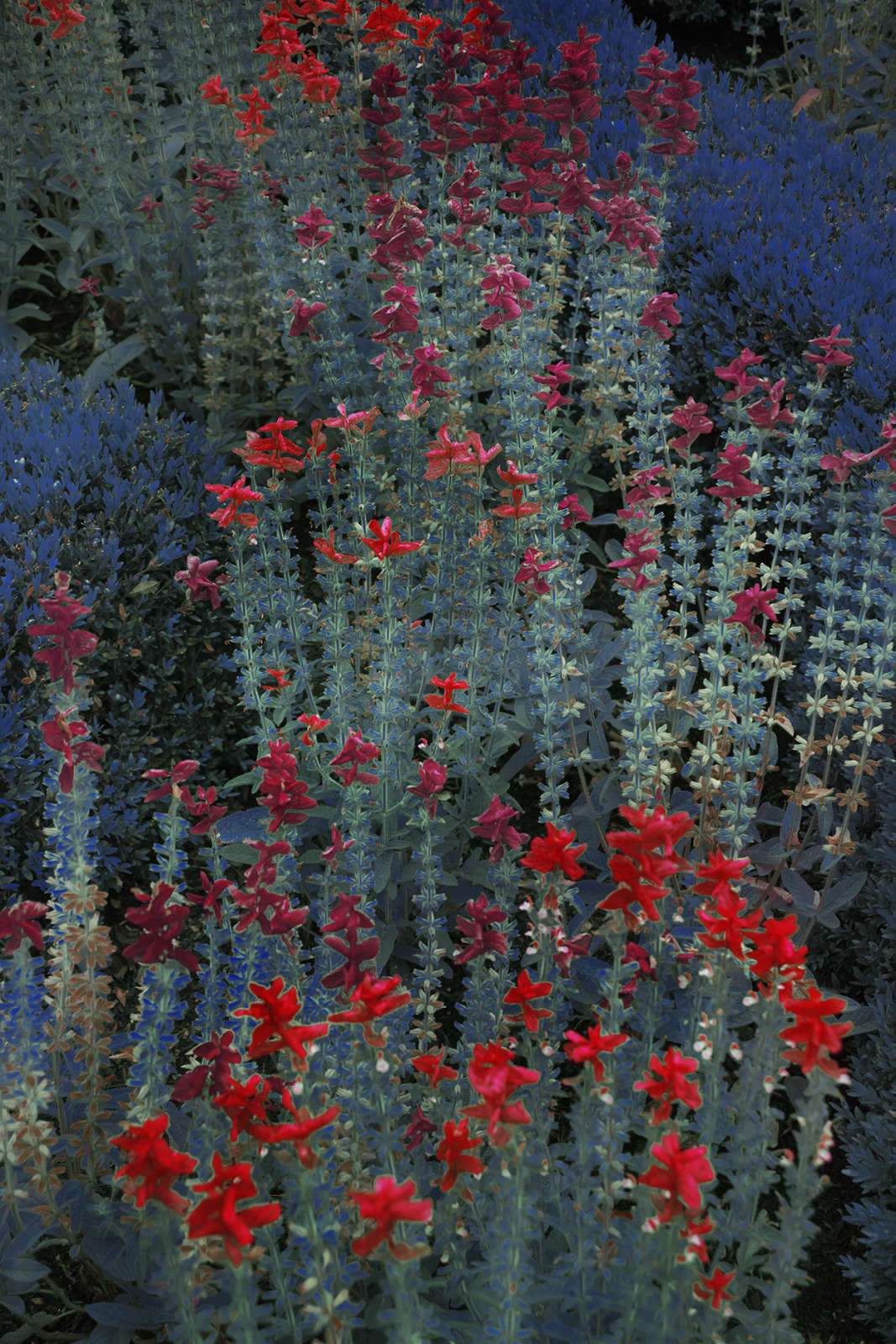 Red Snapping Dragons, The Garden, 2019