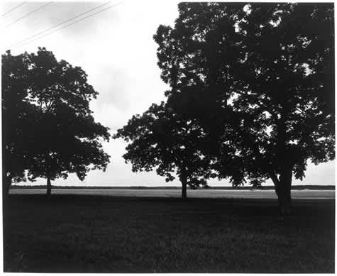 Black Trees, Georgia, 2004