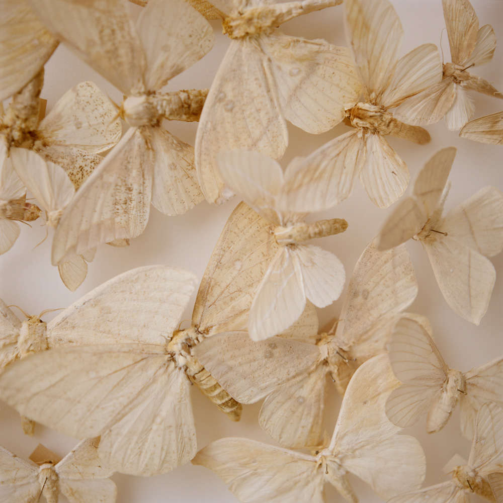 Metas and Morphs , 2012-2013