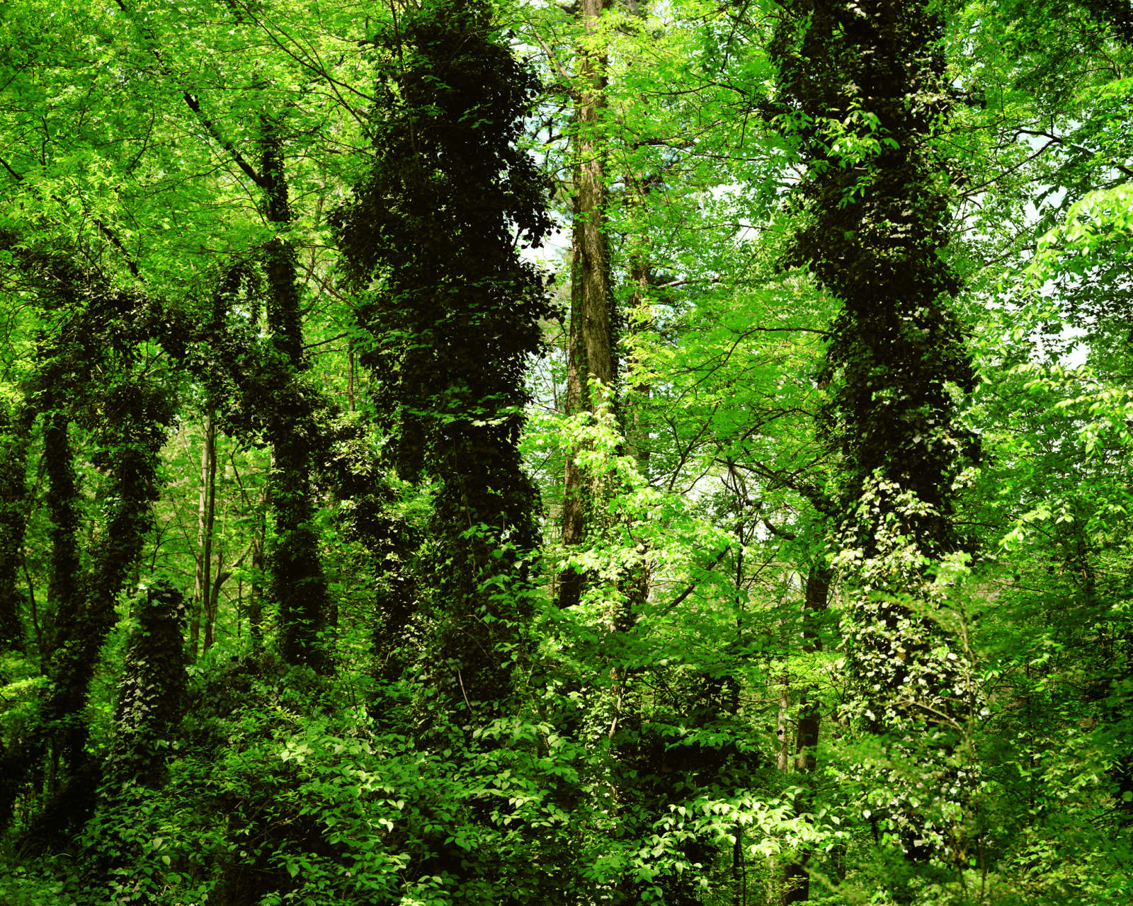 Angela West, My 33rd Spring #9, 2004