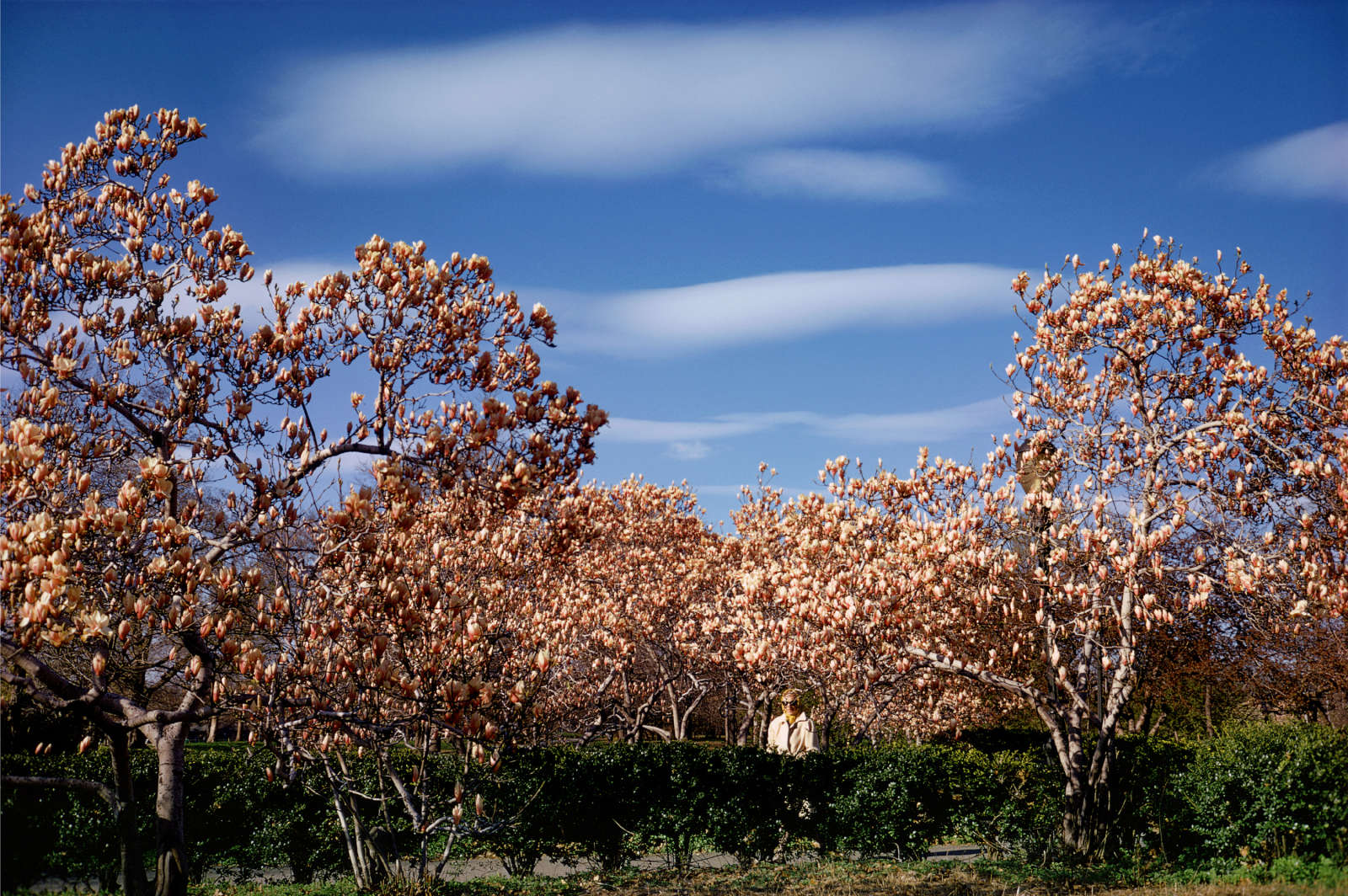 Mitch Epstein, Central Park I, New York City, 1973