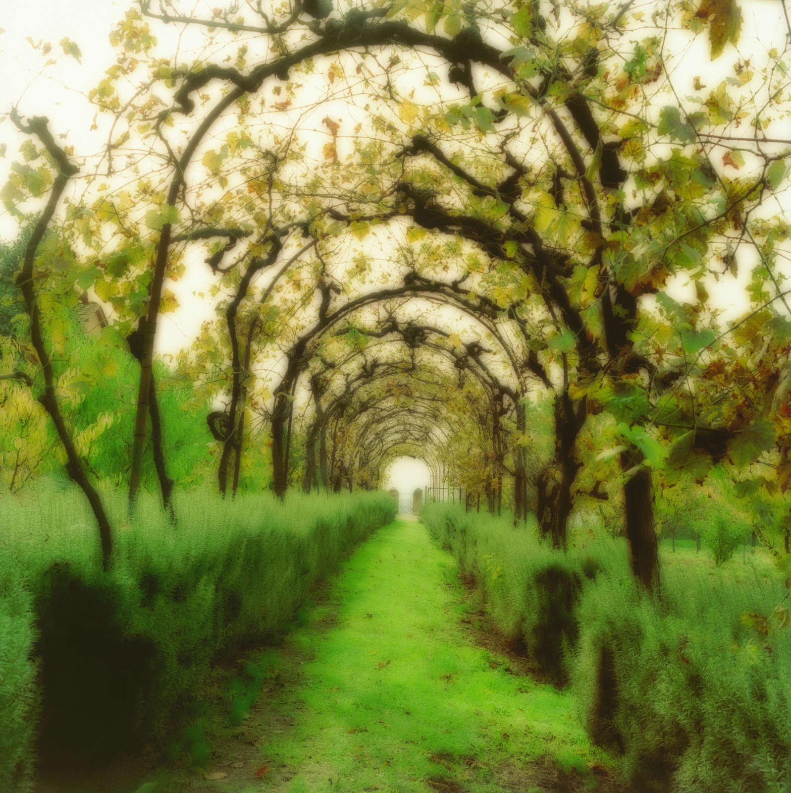 Lynn Geesaman, Certosa di Pontignano, Italy (10-00-17c-2), 2000